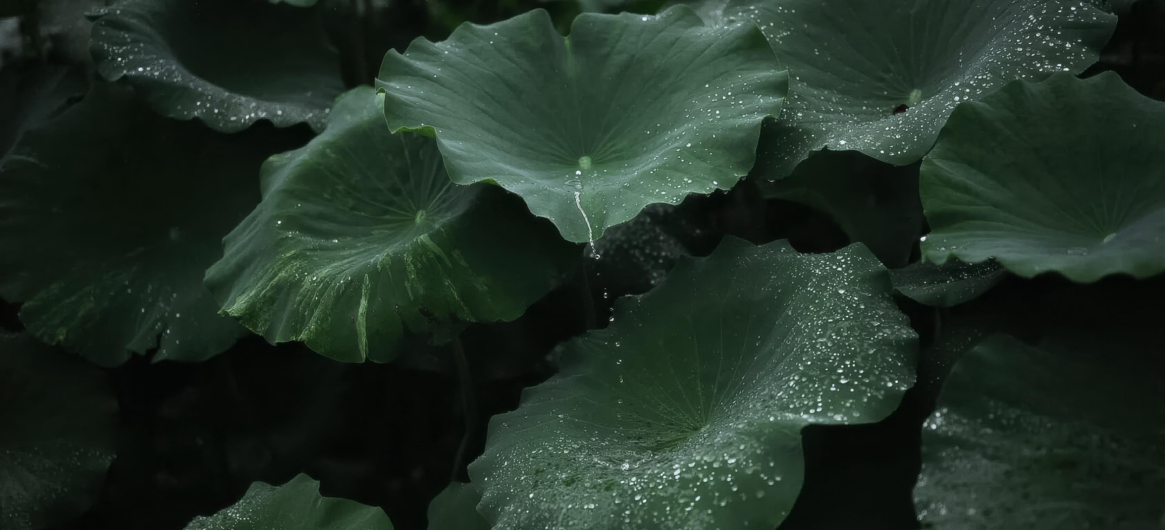 雨粒をまとった蓮の葉