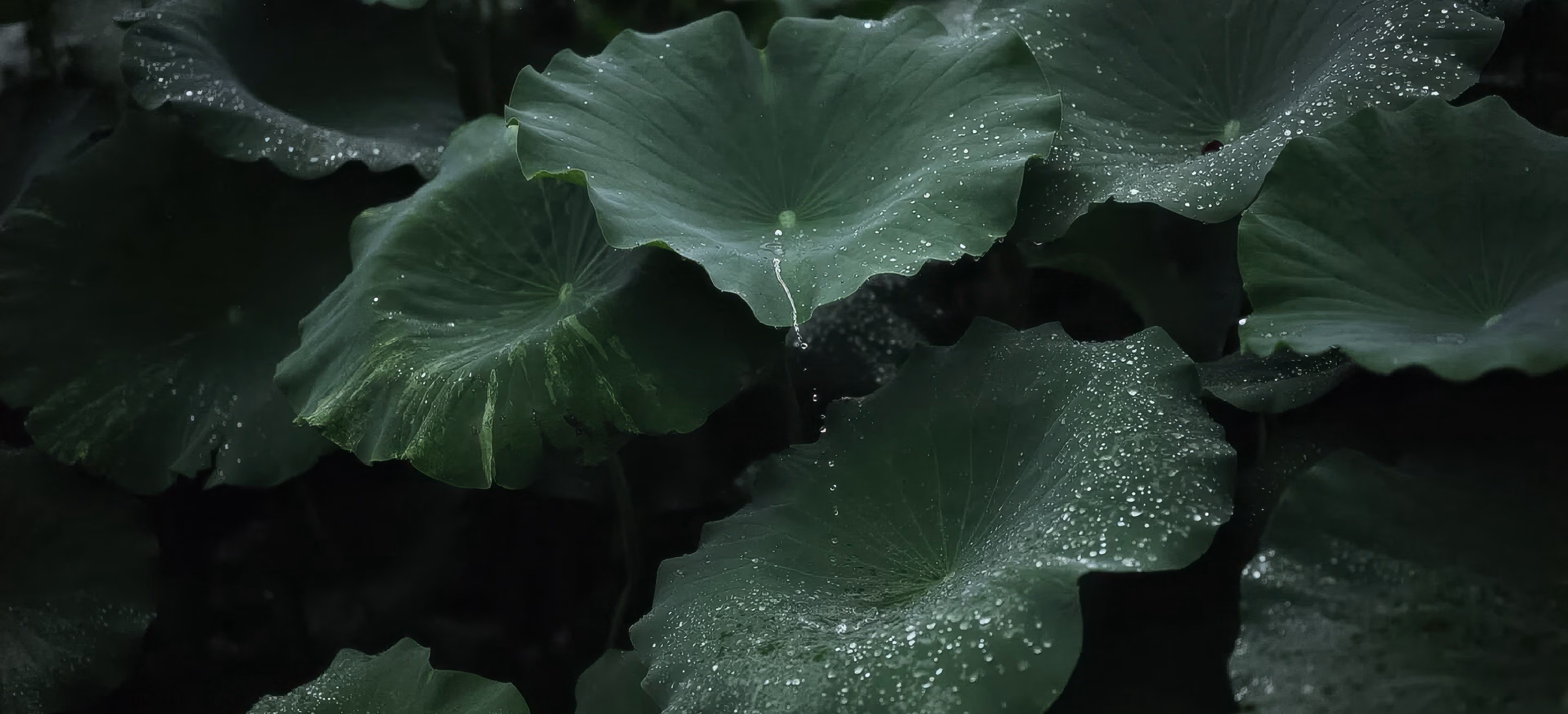 带着雨滴的莲叶